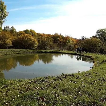 Forgacova Horaren * Abelova